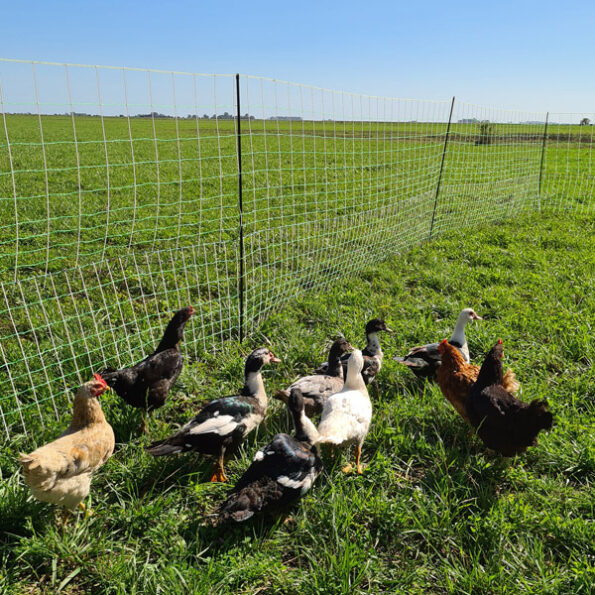 Red Electroplástica para Gallinas - Imagen 2
