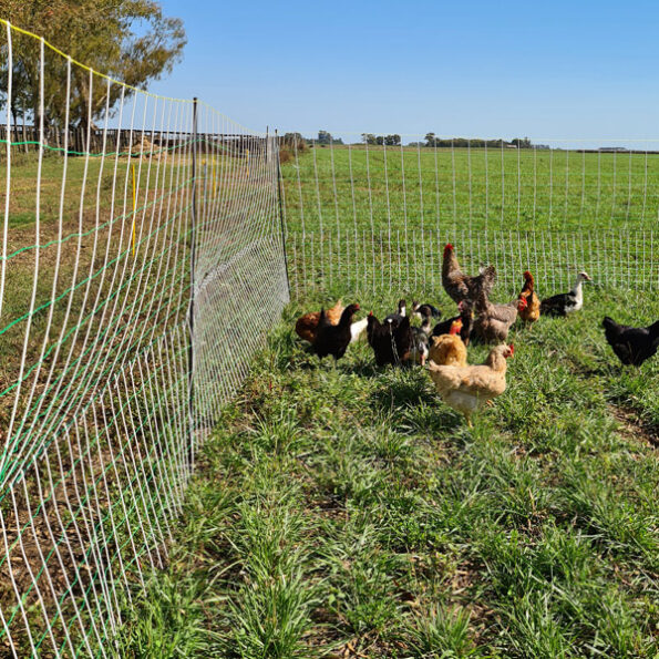 Red Electroplástica para Gallinas - Imagen 5