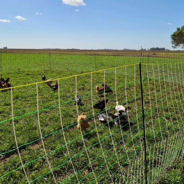 Red Electroplástica para Gallinas - Imagen 6